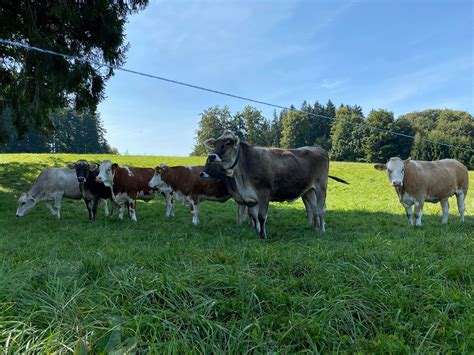 Калифорнийс... - Калифорнийские черви и биогумус в Узбекистане