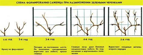 Как формировать актинидию, необходимые опоры для актинидии