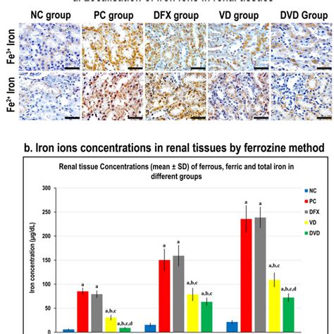 A Localization Of Ferrous Fe2 And Ferric Fe3 Ions In Renal