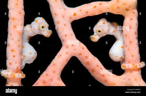 Denises Pygmy Seahorse Hi Res Stock Photography And Images Alamy