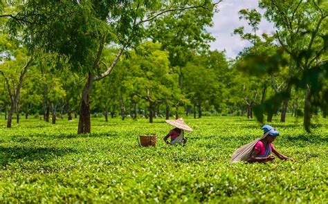 Enjoy The Process Of Picking Your Tea During A Tea Tour In Assam