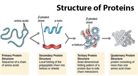 Protein Structure- Primary, Secondary, Tertiary, and Quaternary