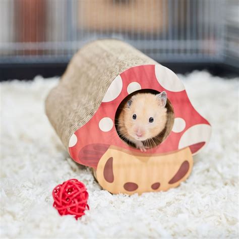 Why the care credit pet program hides a secret benefit for owners