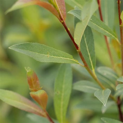 Store Salix Discolor Pussy Willow Ontario Native Plant Nursery