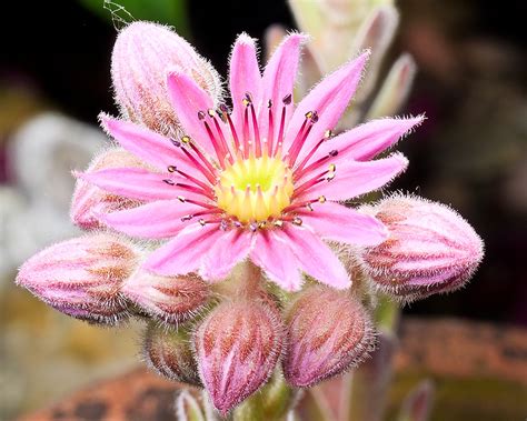 Sempervivum Sp Eerika Schulz Flickr