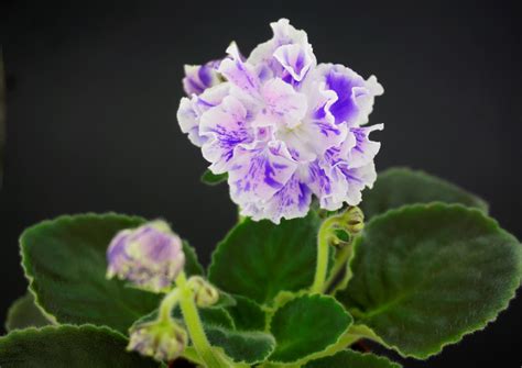 НД-Шалфей (Н.Данилова-Суворова) - VIOLETVIOL PLANTS COLLECTION