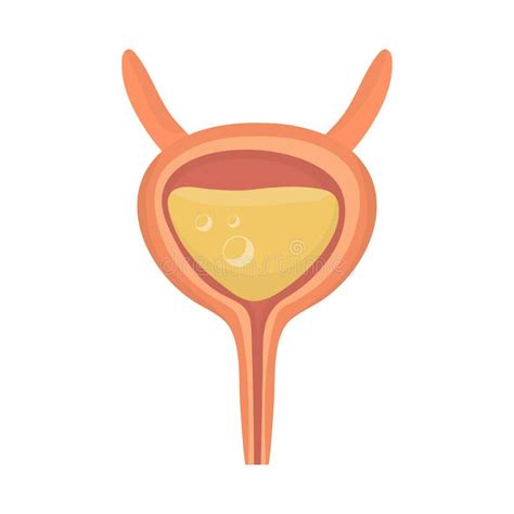 Isolated Object Of Incontinence And Bladder Symbol Set Of Incontinence