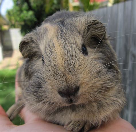 what happens if guinea pig losing weight at home 12