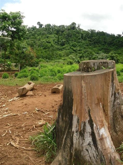 Brasil decomisa carga récord de madera talada ilegalmente en la Amazonía