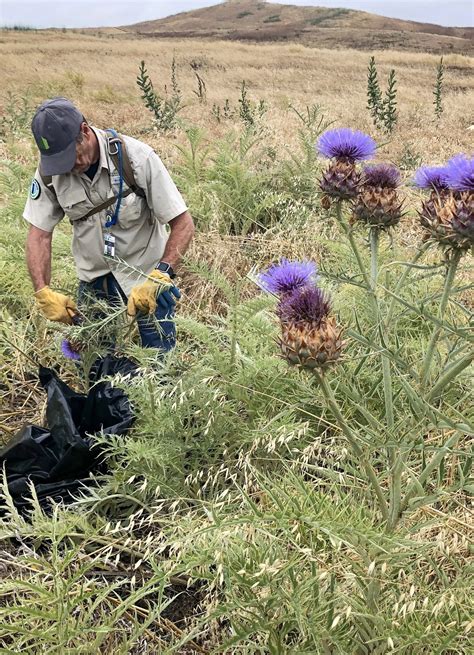 Invasive Species Control - Irvine Ranch Conservancy