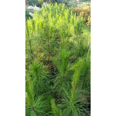 jual pohon pinus pinus spp shopee indonesia