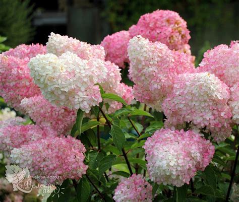 Гортензия метельчатая Vanille Fraise