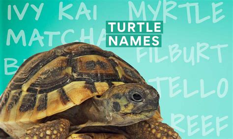 What Are Good Names For Turtle Turtlean