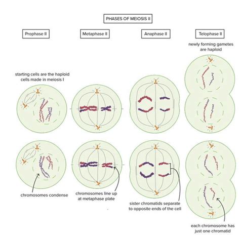 Meiosis Ll Equational Cell Division Stages And Diagram Geeksforgeeks