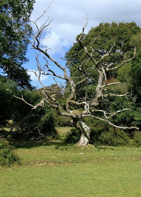 Dead Oak Tree At Roundhill © Stefan Czapski Cc By Sa20 Geograph