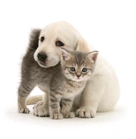 Cute Kitten and Perfect Puppy Photograph by Warren Photographic | Pixels