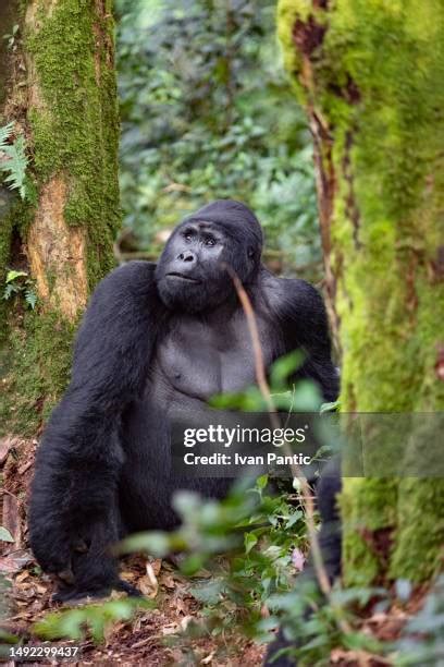 26 Ivan Gorilla Stock Photos High Res Pictures And Images Getty Images