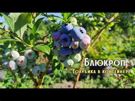 🫐Голубика Блюкроп🫐 Сорт среднего срока созревания. 02.07.2023 ...