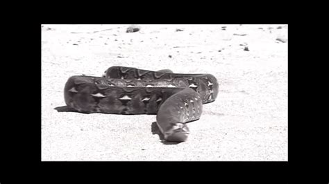 Ramon Nomar Retro Porn Videos Xhamster