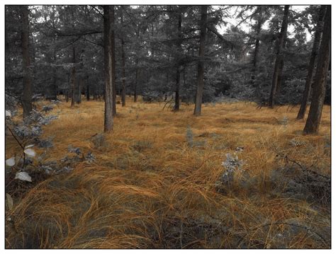 - braun - Foto & Bild | natur, landschaft, pflanzen Bilder auf ...