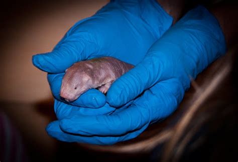 Pacific Science Center Life Sciences Naked Mole Rats Year In Review