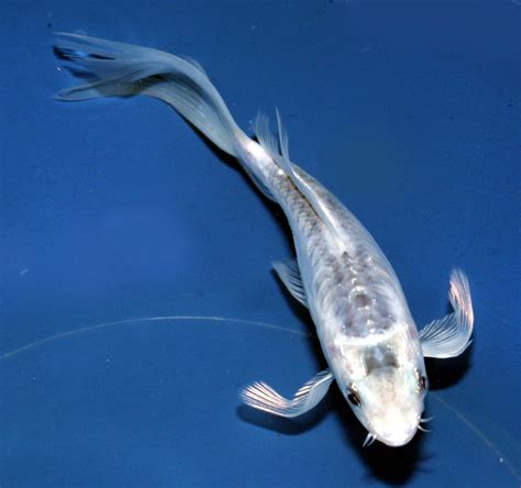 Koi Fish For Sale Greensboro Nc | Koi fish for sale, Koi pond design ...