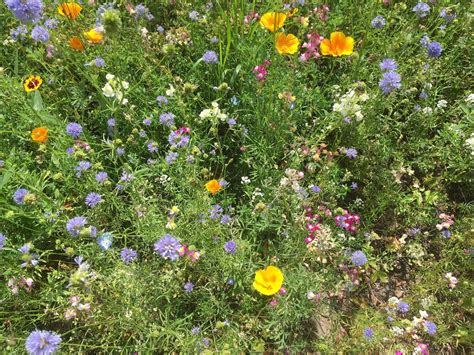 Мавританский газон (142 фото) - фото - картинки и рисунки: скачать ...