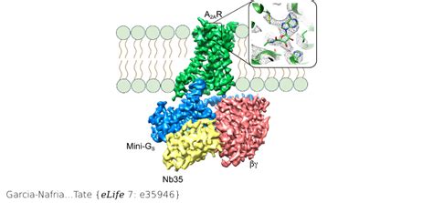 Adenosine Receptor Structure