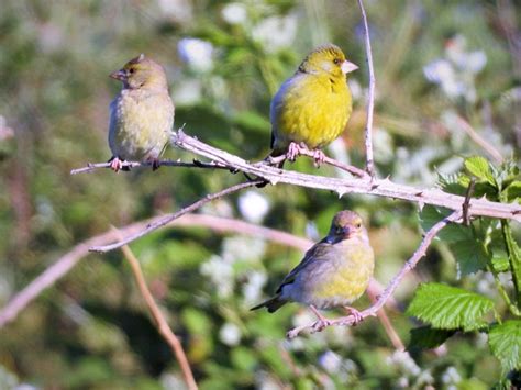 Greenfinch Birds European Free Photo On Pixabay Pixabay