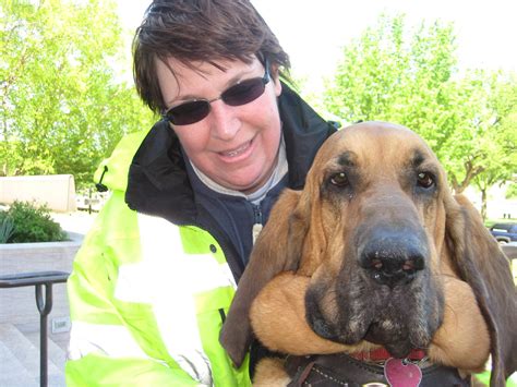 DC Bloodhound Training Exercise : r/pics
