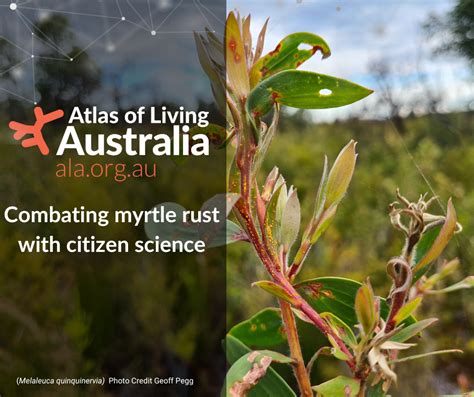 Combating myrtle rust with citizen science – Atlas of Living Australia