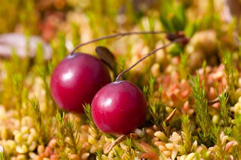Клюква: полезные свойства и противопоказания