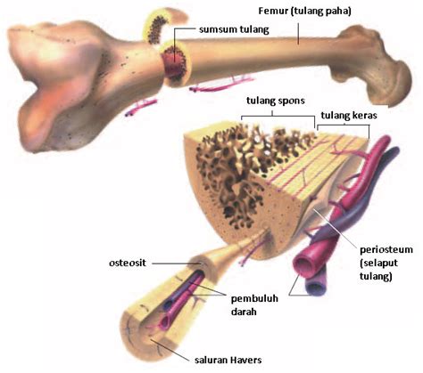 Struktur Jaringan Tulang pada Hewan beserta Gambarnya - DosenBiologi.com