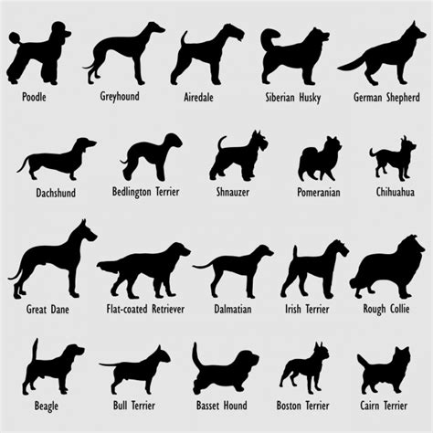 Nutrition Requirements For Different Animal Breeds Help For You