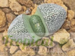 Pleiospilos nelii from Tropical Britain - Splitrock