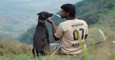 பரியேறும் பெருமாள் திரைப்பட புகழ் "கருப்பி" மரணம்; வாகனம் மோதி சோகம் ...