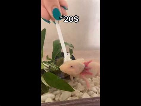 Цена аксолотля #аксолотль #axolotl - YouTube