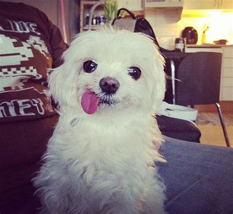 20 Cute And Hilarious Animals With Their Tongues Sticking Out | Bored Panda