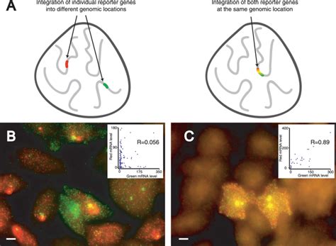 Dual-Reporter Experiments Showing Variations Are Intrinsically Random ...