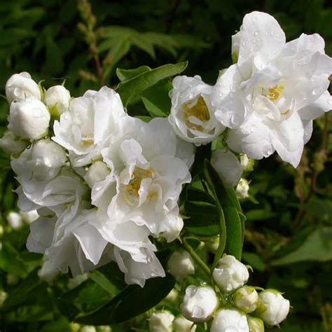 Купить саженцы Жасмина в Москве и МО | Sadowodam.ru интернет-магазин ...