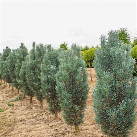 Сосна голубая Фастигиата - купить саженцы с доставкой