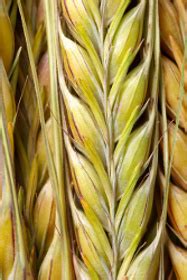 Продажа ячменя | Купить ячмень в Новосибирске, Москве