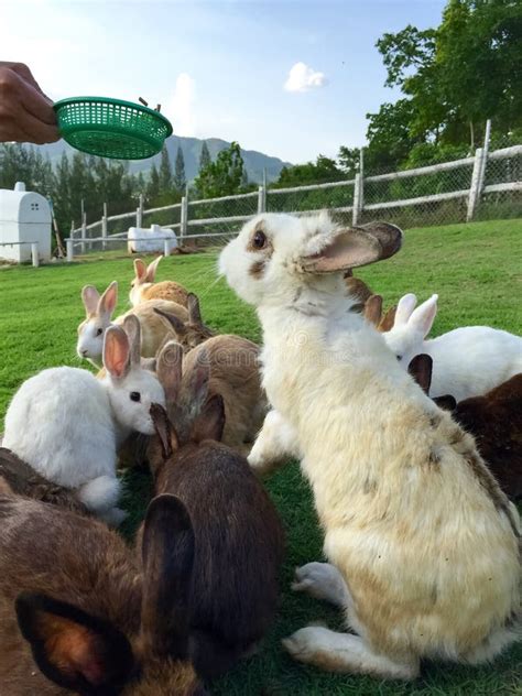 Group Of Rabbits Stock Photo Image Of Look Food Soft 33590630