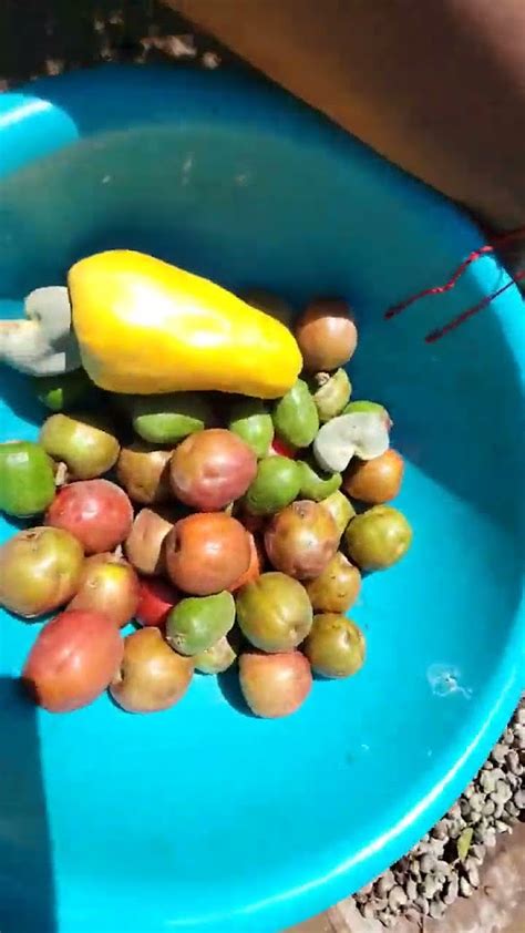 Semillas De Marañon Jocotesmarañones Parati Mango Youtube