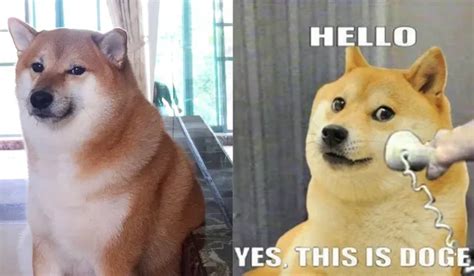 Cheems Llorando Cute Memes Doge Meme Dog Memes🥪 Descubra O Melhor