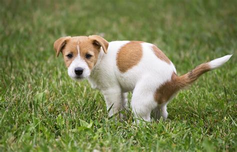 How Can I Stop Dogs From Peeing In My Yard