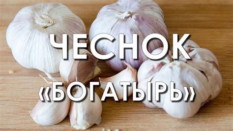 Обзор сорта чеснок "Богатырь" (характеристики, свойства, фото) - YouTube