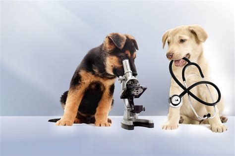 Central Bucks Veterinary Hospital - Doylestown, PA
