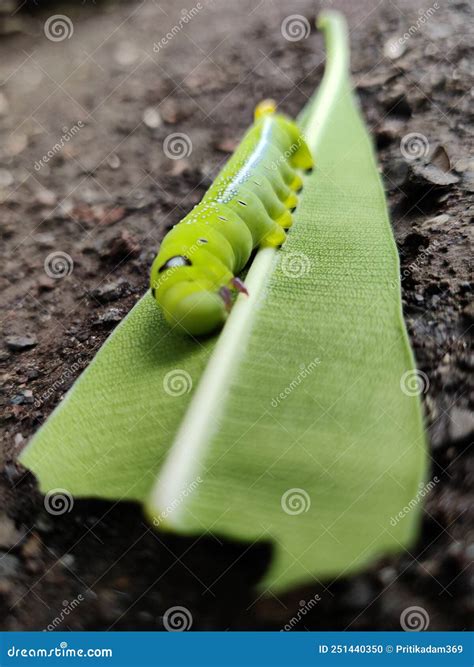 Very Cute Green Caterpillar on Leaf Stock Photo - Image of attractive