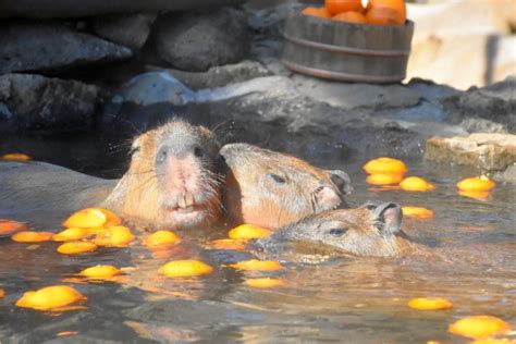 Birthplace Of The Capybara Hot Bath Celebrates Years Of Rodent Relaxation Spoon Tamago